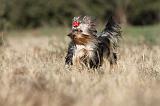 YORKSHIRE TERRIER 246
